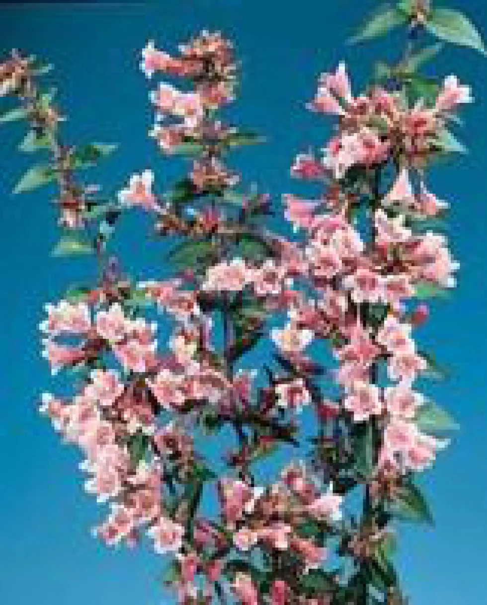 ABELIA EDWARD GOUCHER.C 5
