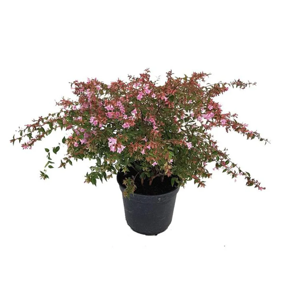 ABELIA EDWARD GOUCHER.C 5