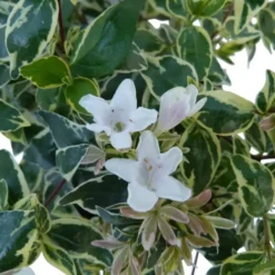 Abelia Grandiflora Sparkling Silver touffe. Le pot de 7,5 litres