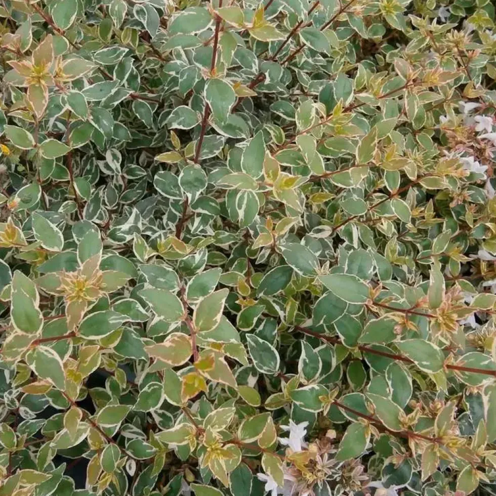 Abelia Grandiflora Steredenn. Le pot de 8 litres