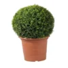 Abelia X Grandiflora Prostata blanc en pot de 5 L