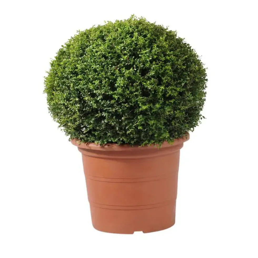 Abelia X Grandiflora Prostata blanc en pot de 5 L