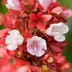 Abélia Floribunda rose 30/40. Le pot de 3 litres