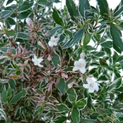 Abélia Grandiflora Conti blanc. Le pot de 5 litres