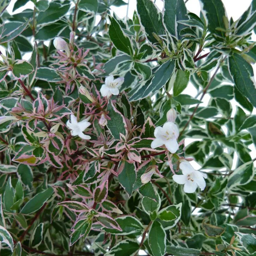 Abélia Grandiflora Conti blanc. Le pot de 5 litres