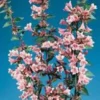 Abélia Grandiflora Edward Goucher rose. Le pot de 7 litres