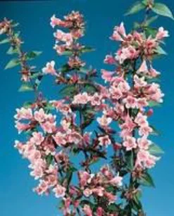 Abélia Grandiflora Edward Goucher rose. Le pot de 7 litres