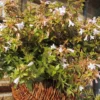 Abélia Grandiflora Happy Daydream rose. Le pot de 4 litres