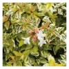 Abélia Grandiflora Kaleidoscope 50/60. Le pot de 10 litres