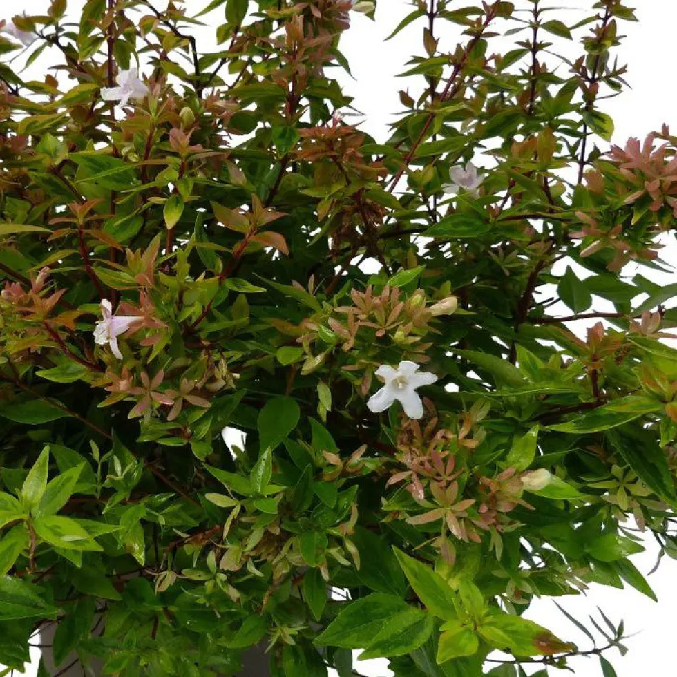 Abélia Grandiflora Kaleidoscope rose. Le pot de 5 litres