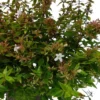 Abélia Grandiflora Kaleidoscope. Le pot de 3 litres
