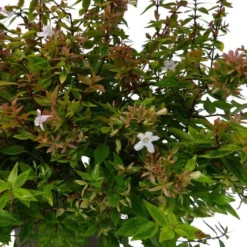 Abélia Grandiflora Kaleidoscope. Le pot de 10 litres