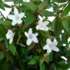 Abélia Grandiflora rose. Le pot de 10 litres