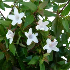Abélia Grandiflora rose. Le pot de 10 litres