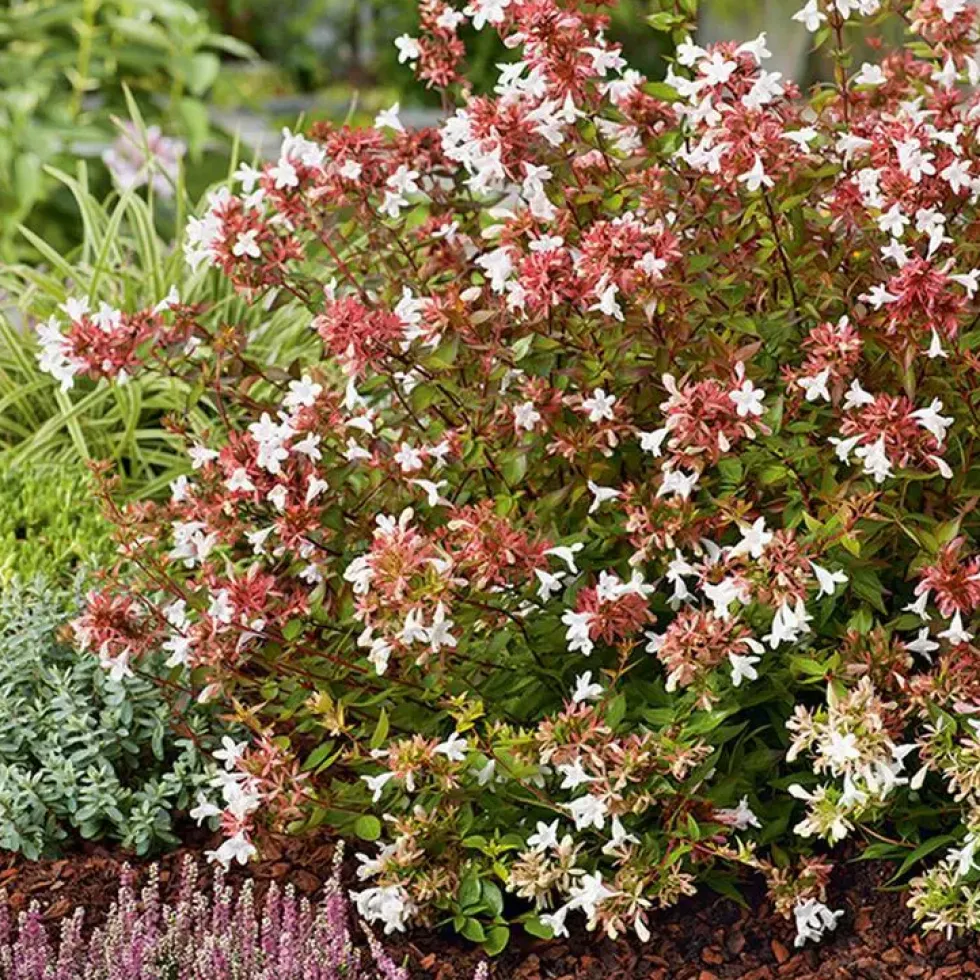Abélia Grandiflora Sherwood rose. Le pot de 5 litres