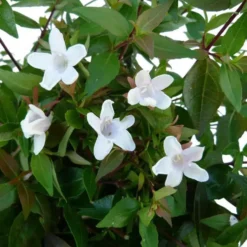 Abélia Grandiflora touffe. Le pot de 7,5 litres