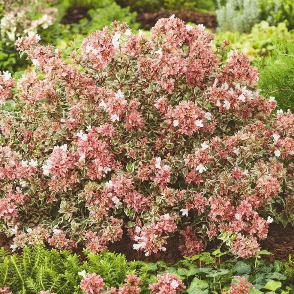 Abélia Grandiflora variété Magic Daydream. Le pot de 4 litres