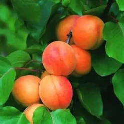 Abricotier Rouge Du Roussillon. Le pot de 25 litres