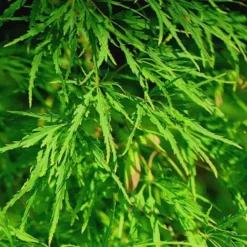 Acer Palmatum Dissectum Viridis (Erable du Japon) 1/2 tige en pot de 250 L vert