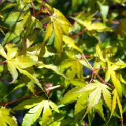 Acer Palmatum ou Érable du Japon Katsura orange 30/40. Le pot de 3 litres
