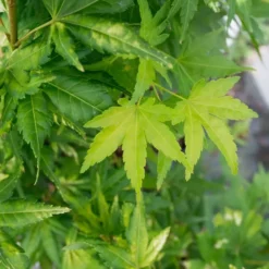 Acer Palmatum ou Érable du Japon Katsura orange 30/40. Le pot de 3 litres