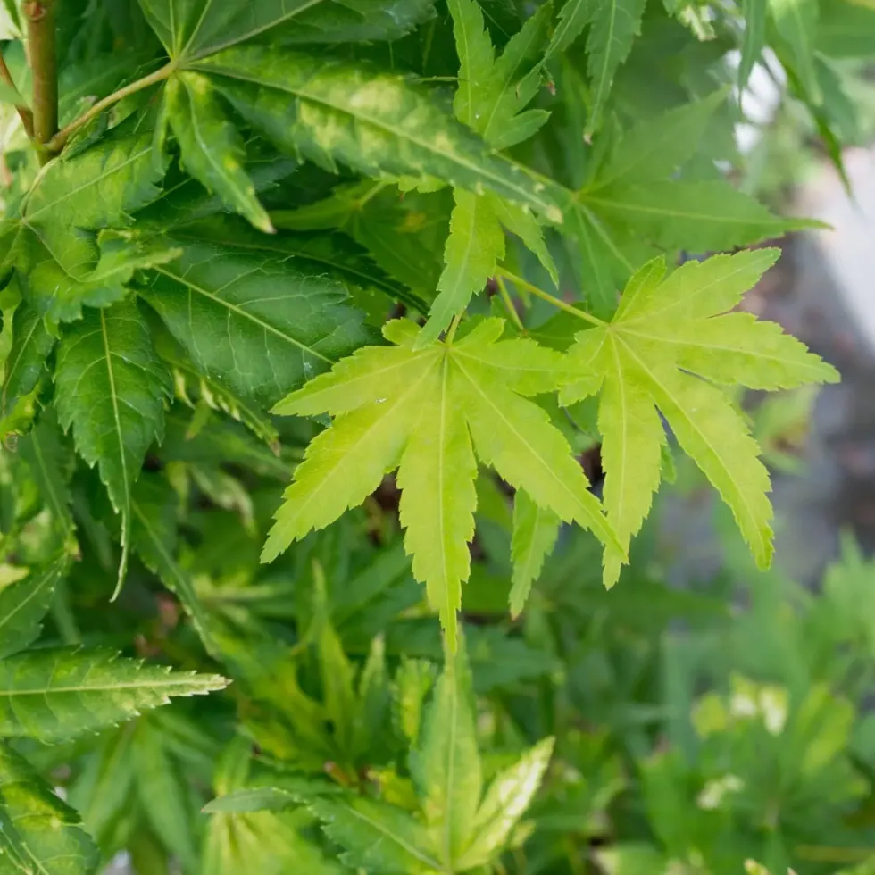 Acer Palmatum ou Érable du Japon Katsura orange 30/40. Le pot de 3 litres
