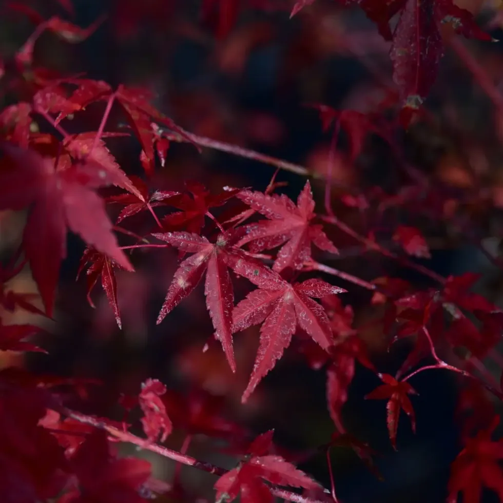 Acer Palmatum ou Érable du Japon Katsura orange 30/40. Le pot de 3 litres