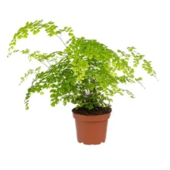 Adiantum Fragrans pot Ø13 cm/ H30 cm