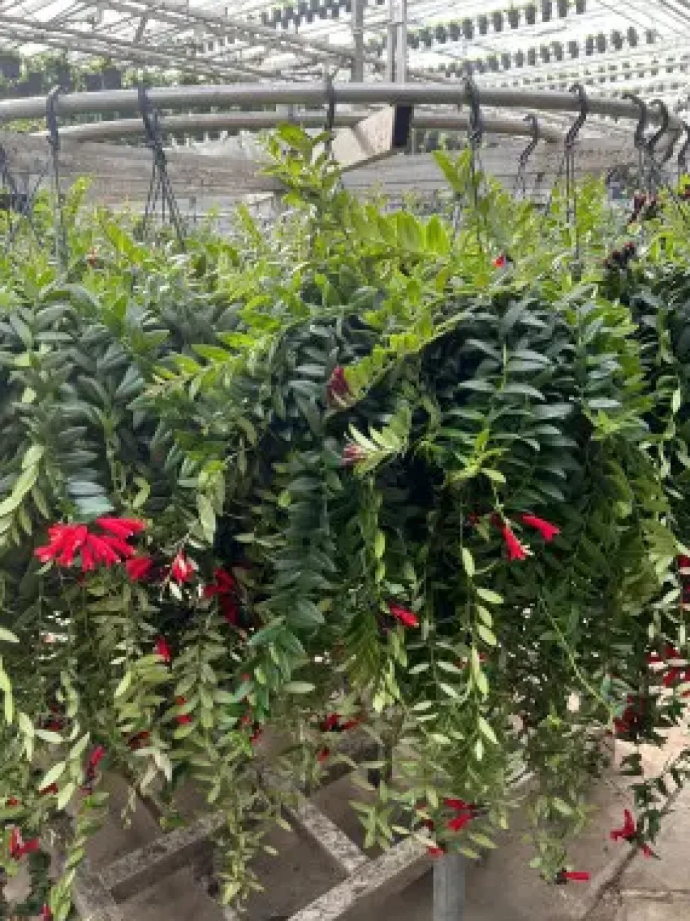 Aeschynanthus caro XXL. La suspension de Ø 15 x H 70 cm