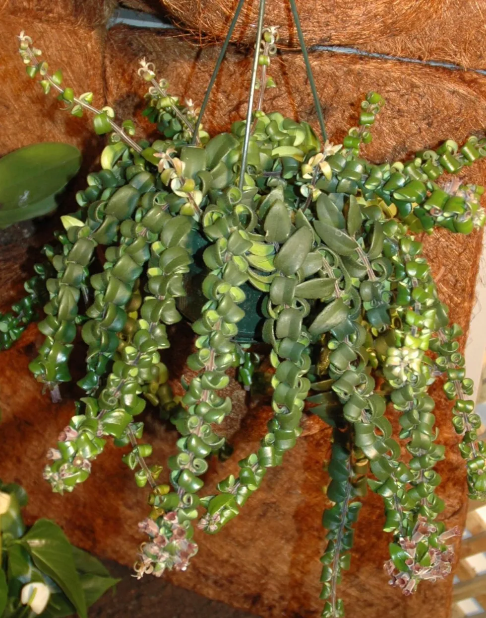 Aeschynanthus. La suspension de Ø 20 cm