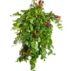 Aeschynanthus Mona Lisa vert. La suspension Ø 14 cm
