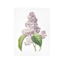 Affiche lilas - 30 x 40 cm
