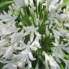 Agapanthe Blanche - Le pot de 9x9 cm