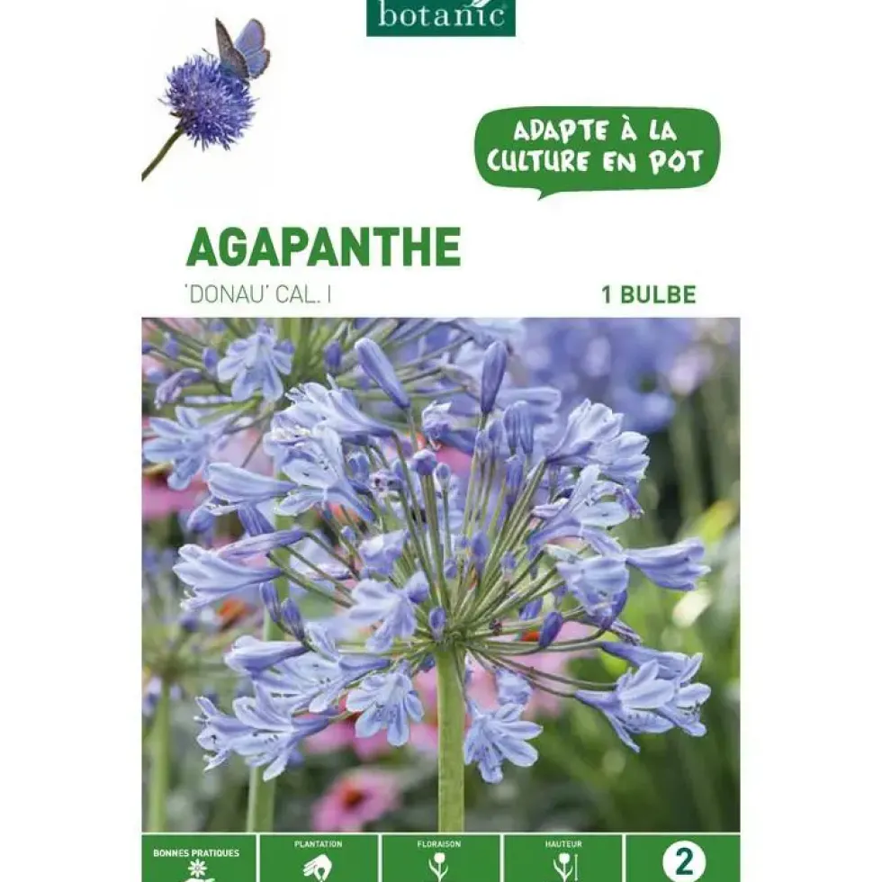 Agapanthe Donau - bleu - 1 bulbe