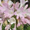 Agapanthe rose Blush Pink. Le pot de 3,5 litres