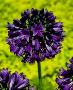 Agapanthe violette BlackJack. Le pot de 3,5 litres
