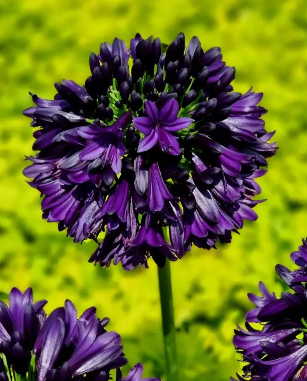 Agapanthe violette BlackJack. Le pot de 3,5 litres