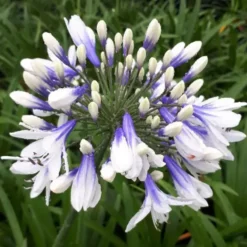 Agapanthus X Twister. Le pot de 10 litres