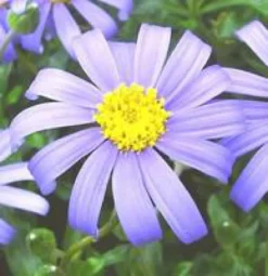 Agathe ou Félicie - La barquette de 6 plants