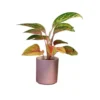 Aglaonéma mix en pot Ø 12 cm