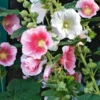 Alcea Rosea Spring Celebrities Mixtes. Le pot de 1 litre