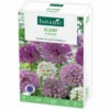 Allium botanic® - 25 bulbes