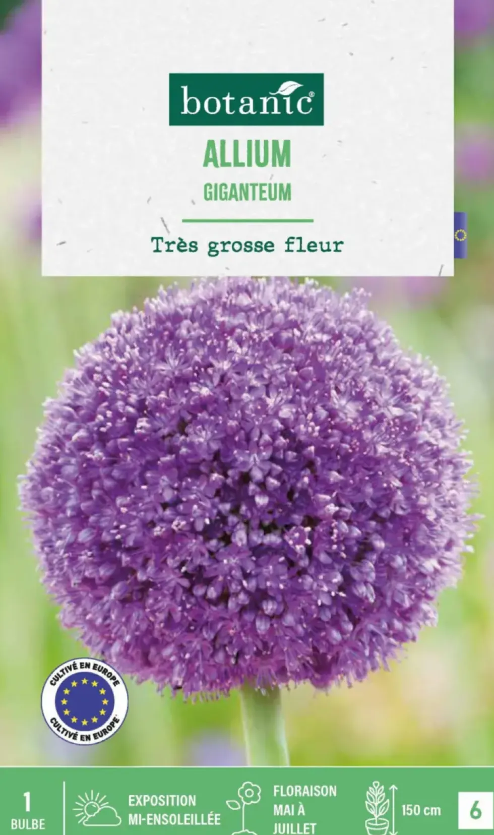 Allium giganteum botanic® - 1 bulbe