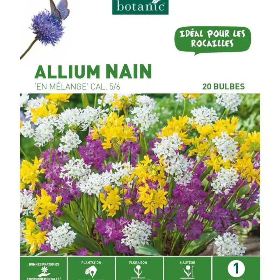 Allium Mélange botanic® - 20 bulbes
