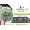 Allium Mount Everest - 1 bulbe