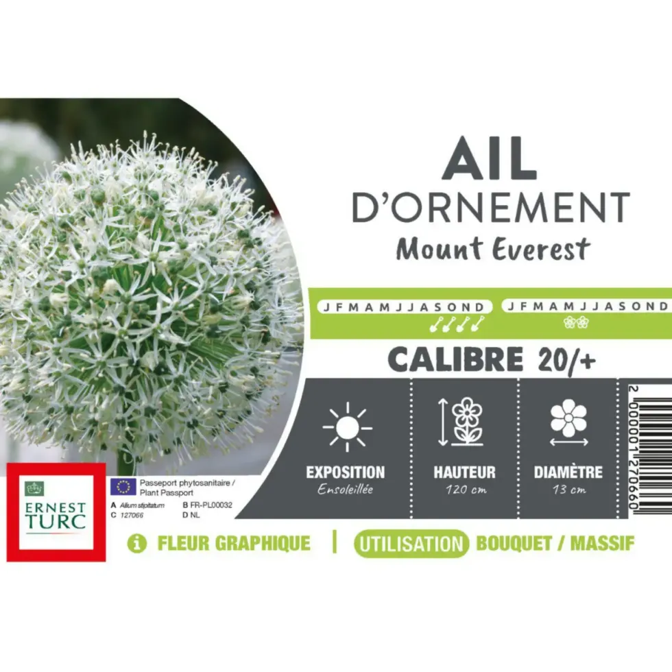Allium Mount Everest - 1 bulbe
