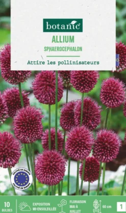 Allium sphaeracophalon en mélange botanic® - 10 bulbes