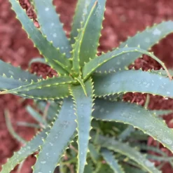 Aloé arborescens. Le pot de 3 litres