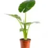 Alocasia Calidora pot Ø32xH120 cm