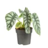 Alocasia Dragon Scale vert. Le pot Ø 19 cm